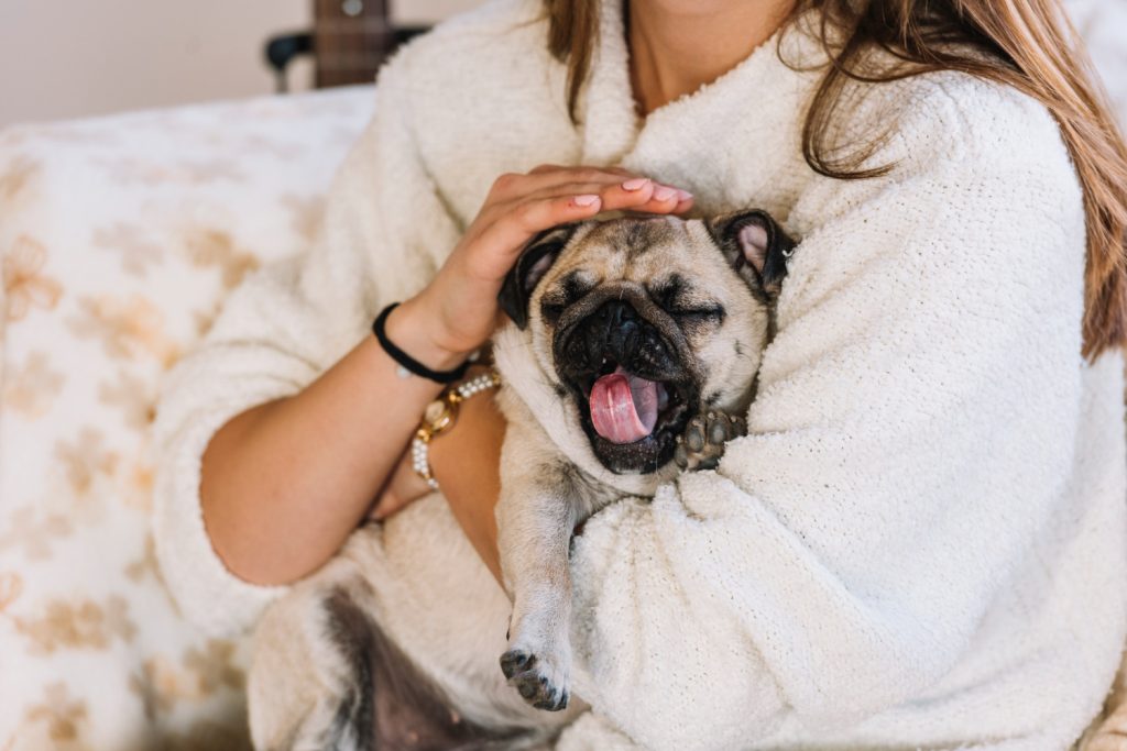 Understanding Pet Hair The Enemy of Clean Laundry